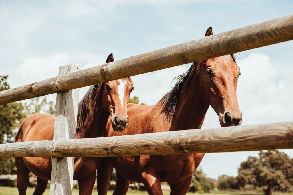 Préparatifs mariage dans les chambres du Chateau de la Rousselière - Frossay